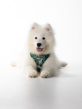 Load image into Gallery viewer, Jungle Puponeer - Reversible Harness
